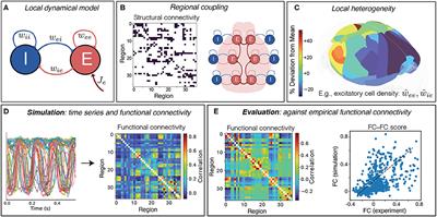 Extracting Dynamical Understanding From Neural-Mass Models of Mouse Cortex